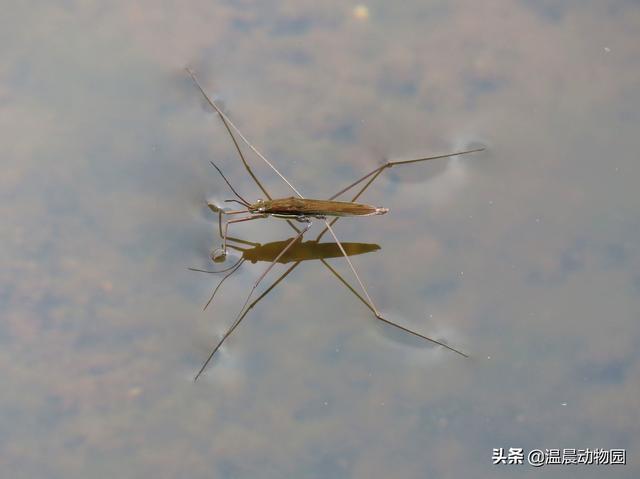 辟谣：小时候经常在水面上见到的这种虫子是蜘蛛吗？不，它叫水黾