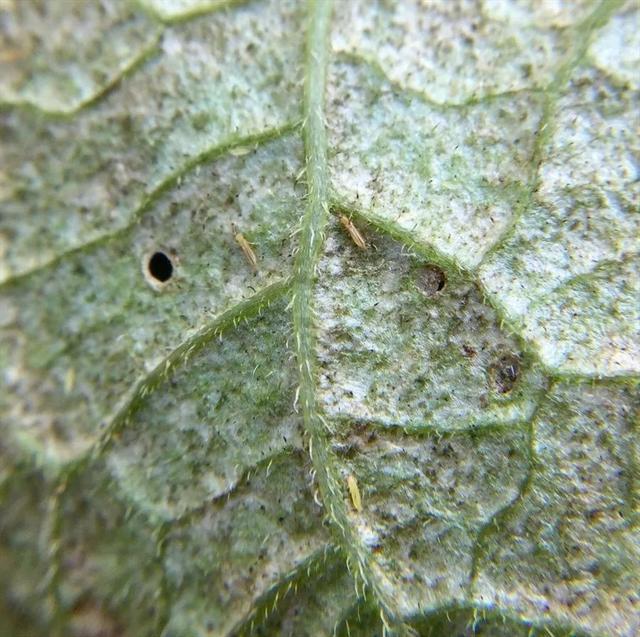 预防植物感染虫害要掌握几个技巧，否则容易感染这8种常见害虫