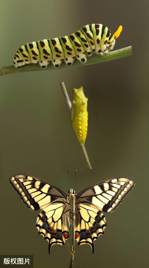 美丽的天使——鳞翅目昆虫，为大自然增色的远古精灵