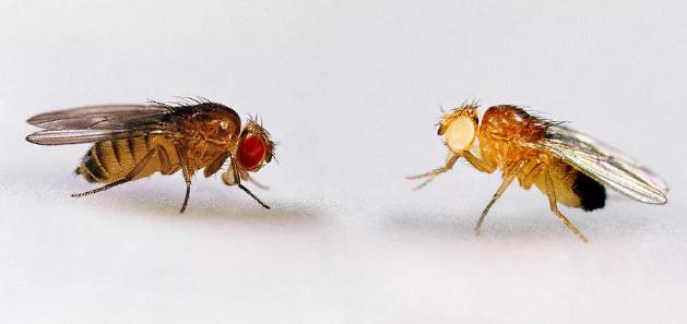 果蝇与科学丨为遗传学做出巨大贡献的果蝇，如此优秀怎么消灭