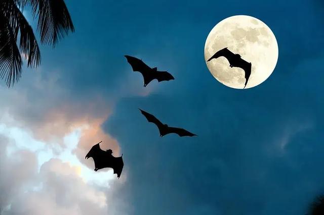 惊！家里飞进数十只蝙蝠，该怎么办？