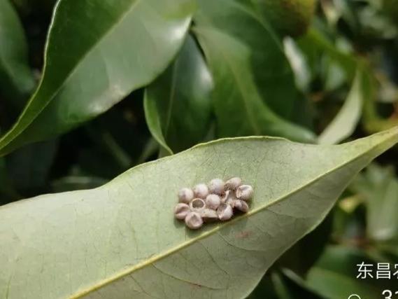 害虫难防治，杀卵是关键，那么哪些药剂杀卵效果最好？