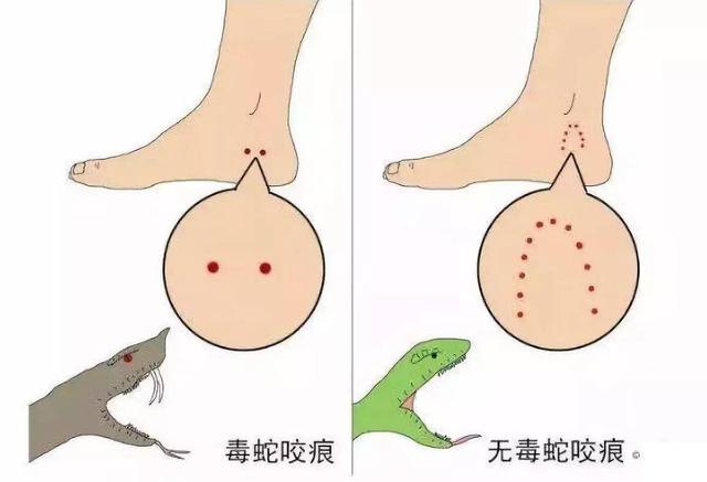 在野外被蟒蛇缠住后,生还的概率有多大?