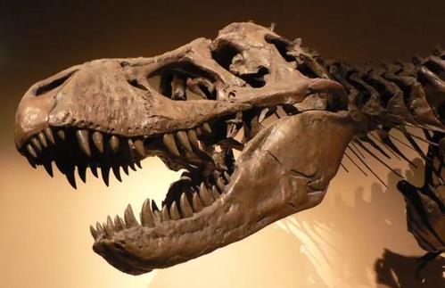 恐龙智力之谜，体型越大的动物越聪明吗？