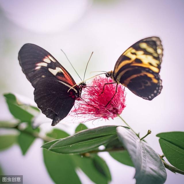 蝶舞之恋—中国蝴蝶文化