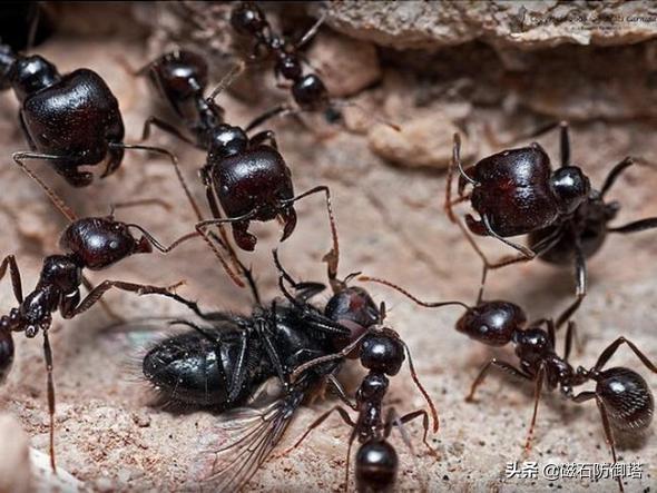 小小的蝼蚁竟然能把毒液喷射出10厘米,使敌人中毒身亡