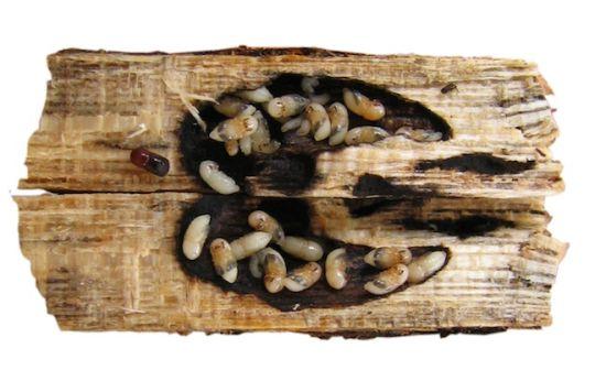 天牛幼虫钻树心害死树木，屎壳郎正义推粪救生态，甲虫是好是坏？