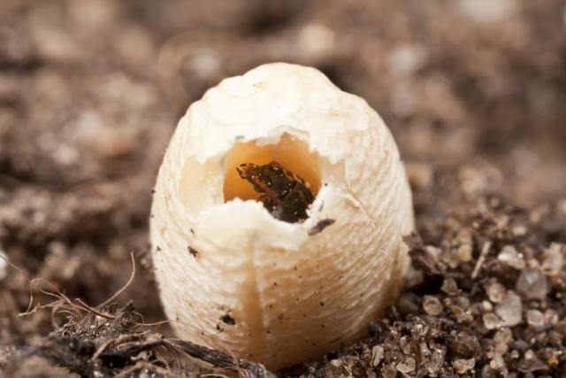 米袋里凭空出现的甲虫，你吃的每碗饭都可能含有它们的虫卵
