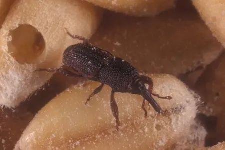 米袋里凭空出现的甲虫，你吃的每碗饭都可能含有它们的虫卵
