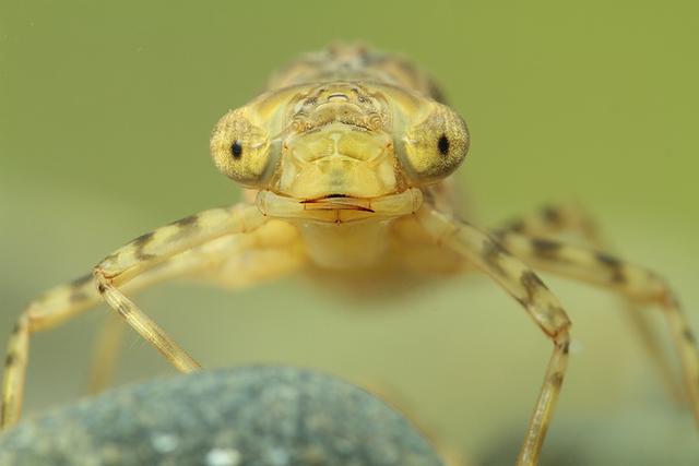 意想不到的狩猎武器，其貌不扬的水中杀手——水虿