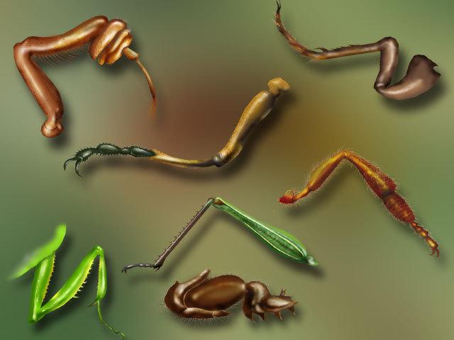 盘点各种腿型的昆虫,小小的腿却有大学问
