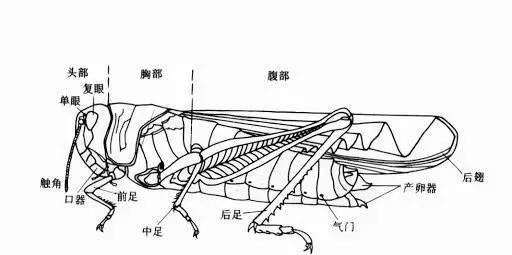 帮帮每周一虫：虫中之皇——蝗虫
