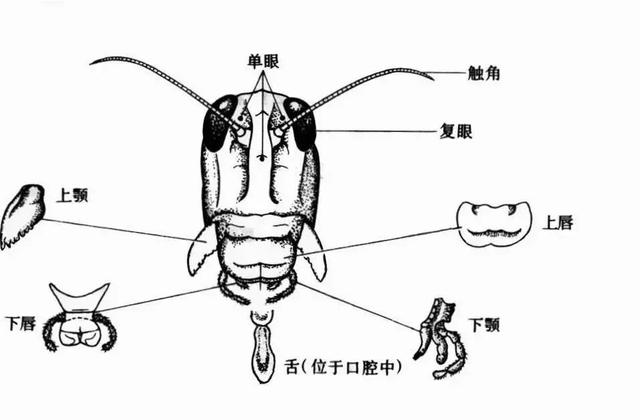 帮帮每周一虫：虫中之皇——蝗虫