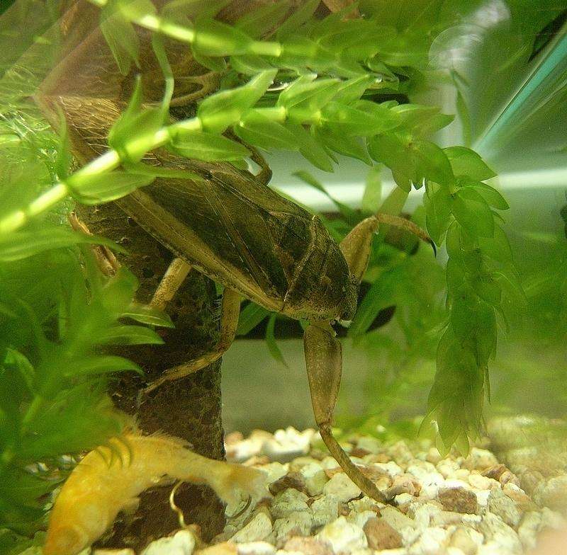 水下最强战力昆虫——大田鳖，连水蛇都是它们的盘中餐