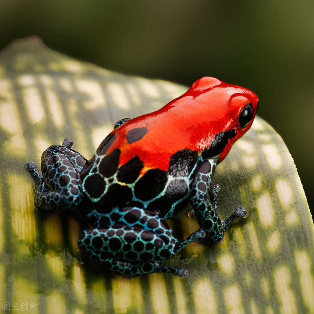 Poison dart frog Full HD Wallpaper and Background Image | 2560x1600 | ID:396892