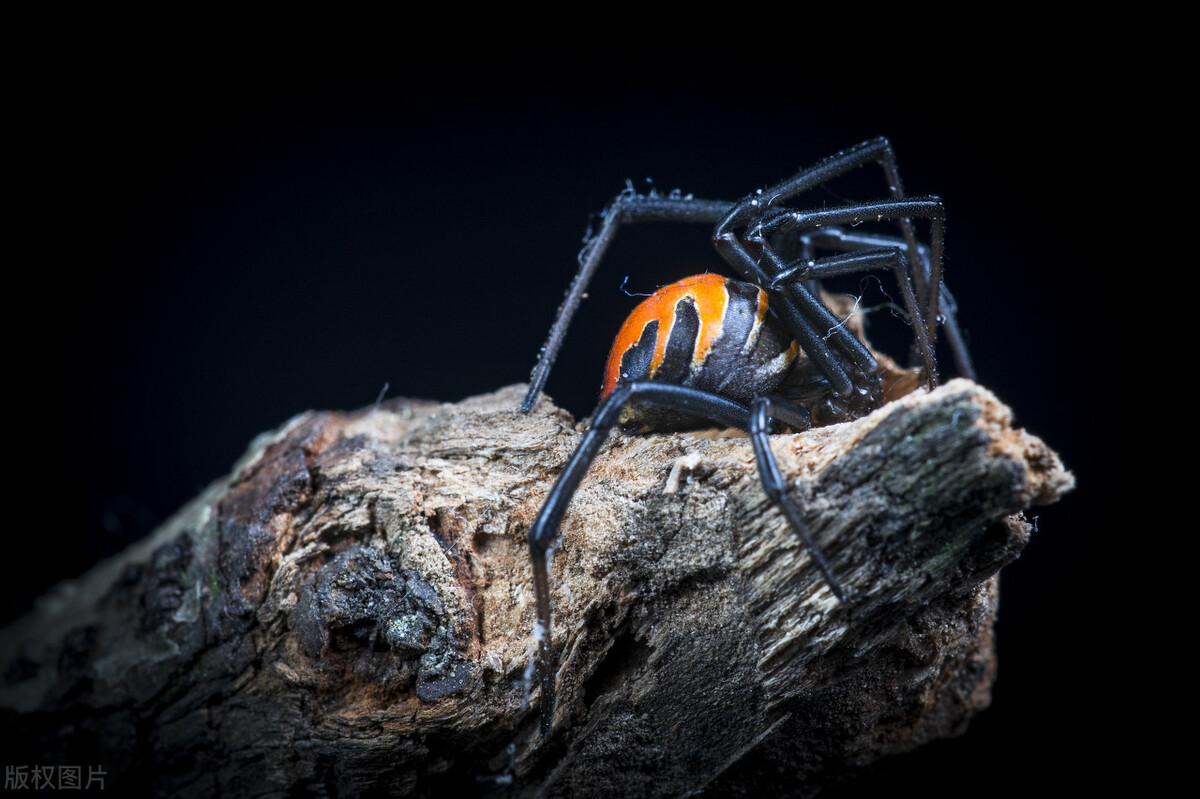 黑色蜘蛛种类图片