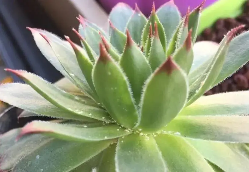 帮帮每周一虫——让人恼火的介壳虫