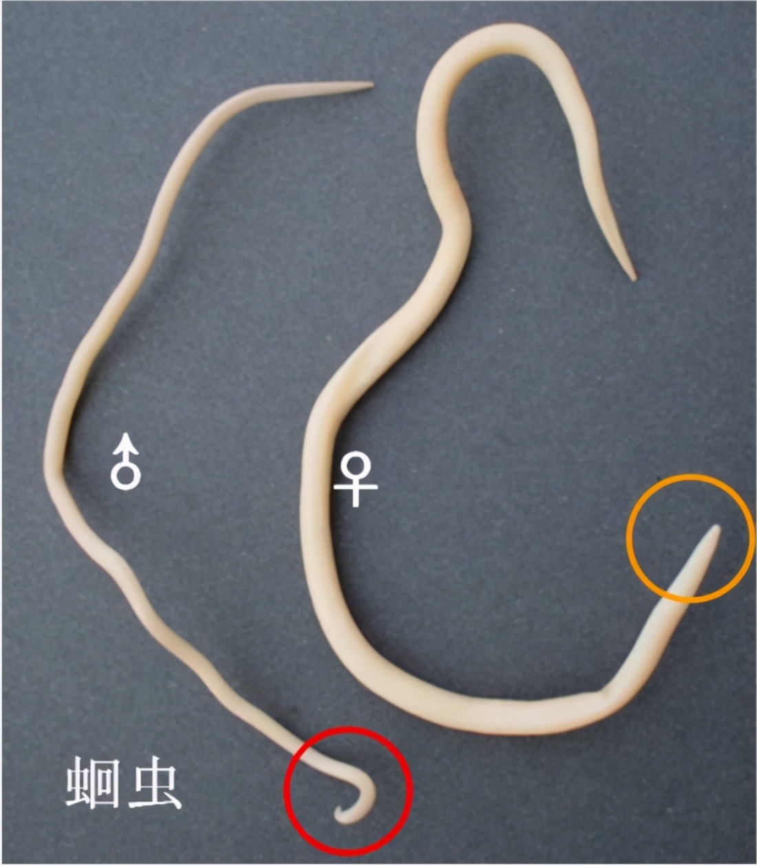 蛔虫病是教育的寄生蛔虫蛔虫lumbricoides造成的疾病 库存照片 - 图片 包括有 寄生, 无脊椎: 134775918