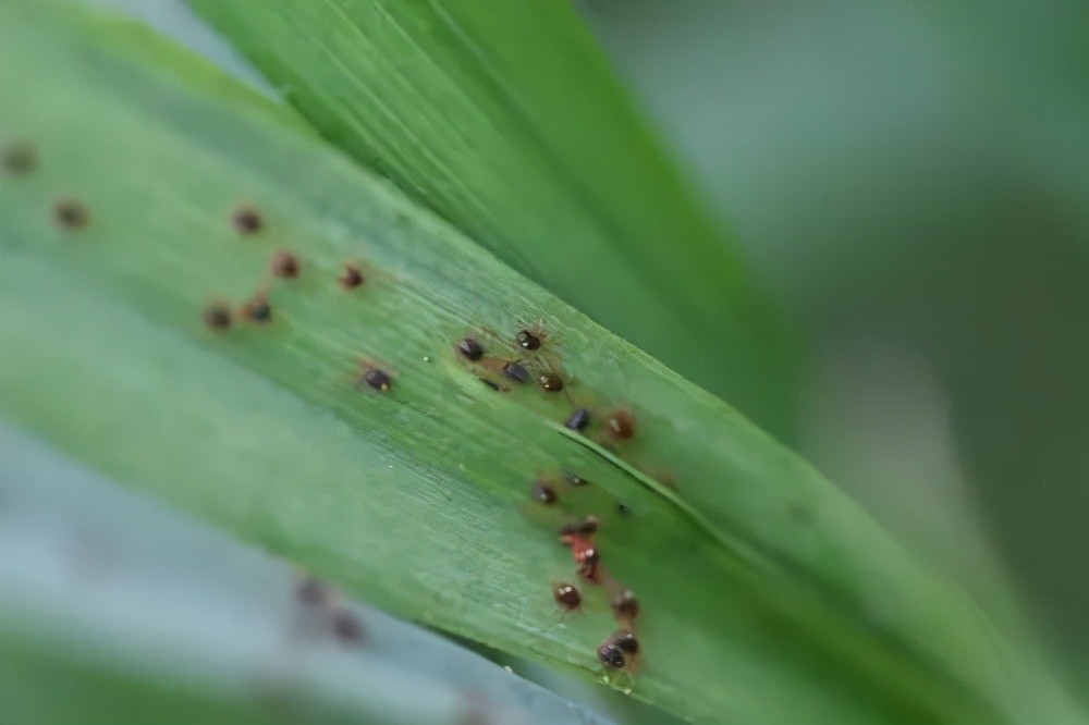 帮帮每周一虫：麦长腿蜘蛛—它是蜘蛛吗？