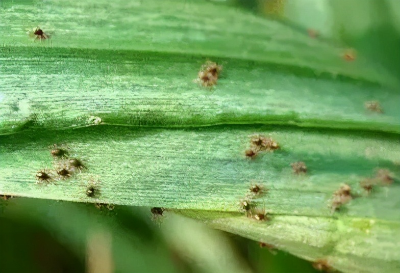 帮帮每周一虫：麦长腿蜘蛛—它是蜘蛛吗？