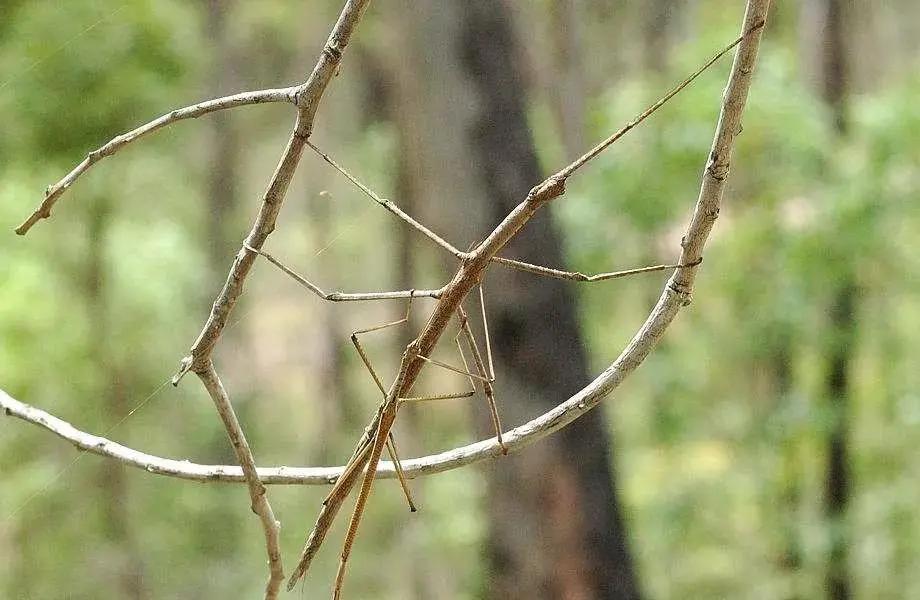 竹节虫的外形图片