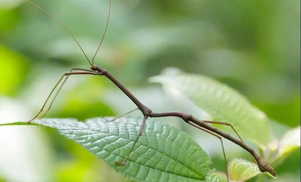 帮帮每周一虫：竹间的精灵——竹节虫