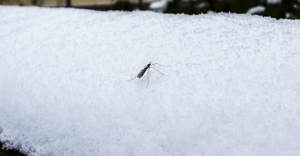 冬天的时候，苍蝇和蚊子去哪儿了？