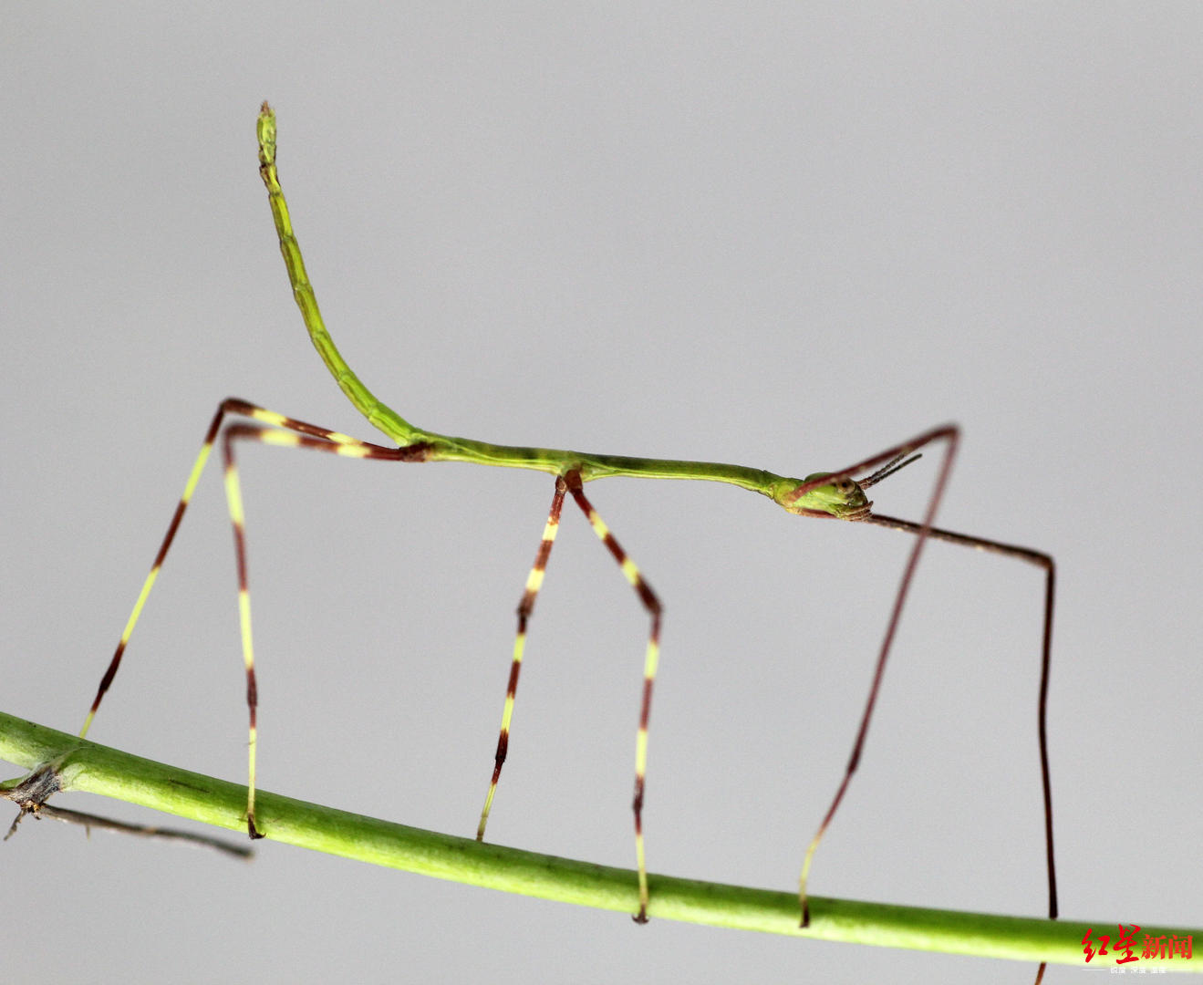 中国巨竹节虫的“大算盘”：诱蚂蚁做苦力 又搬卵、又孵化