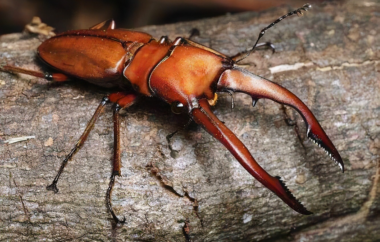 盘点昆虫界的十大“巨无霸昆虫”