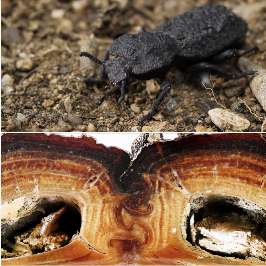 铁甲虫 进化图片