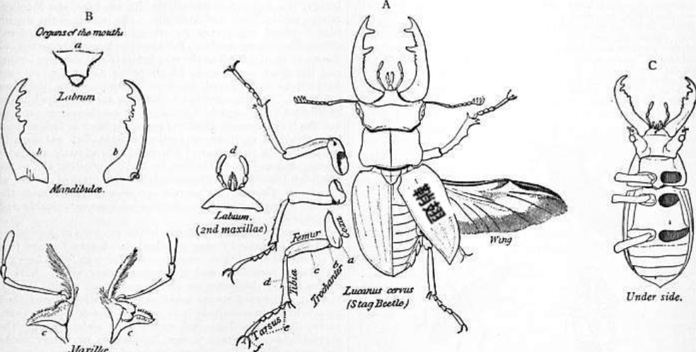 甲虫身体结构图图片