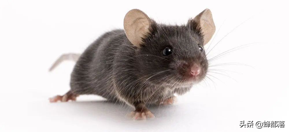 臭水沟中的老鼠，为啥总是又大又肥？不得不说，老鼠真有自知之明