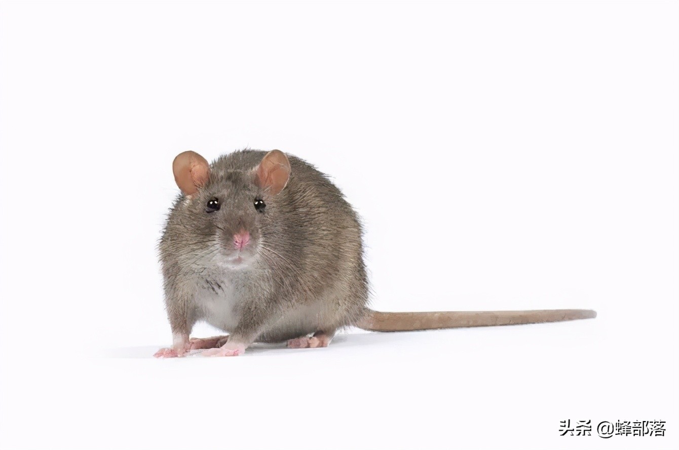 臭水沟中的老鼠，为啥总是又大又肥？不得不说，老鼠真有自知之明