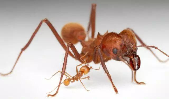 蚁后死亡后，蚁群如何运转？改朝换代还是走向灭亡？