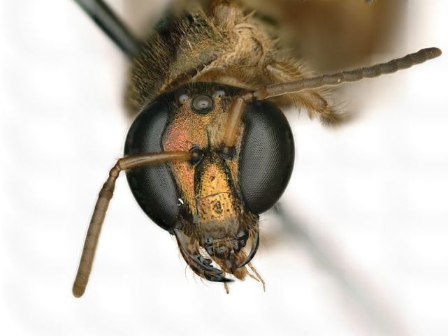 另类雌雄同体：一半雌一半雄的汗蜂，是自然怪胎还是全新物种？