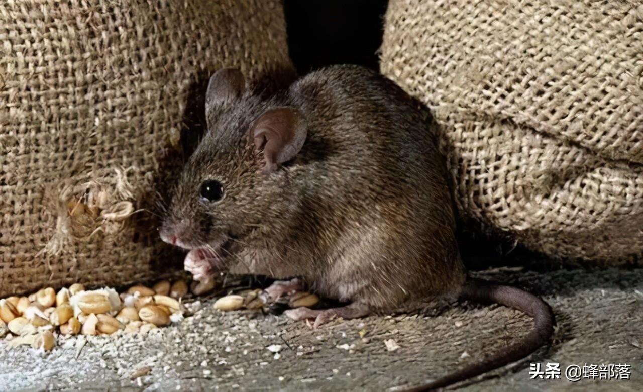 臭水溝中的老鼠，為啥總是又大又肥？不得不說，老鼠真有自知之明