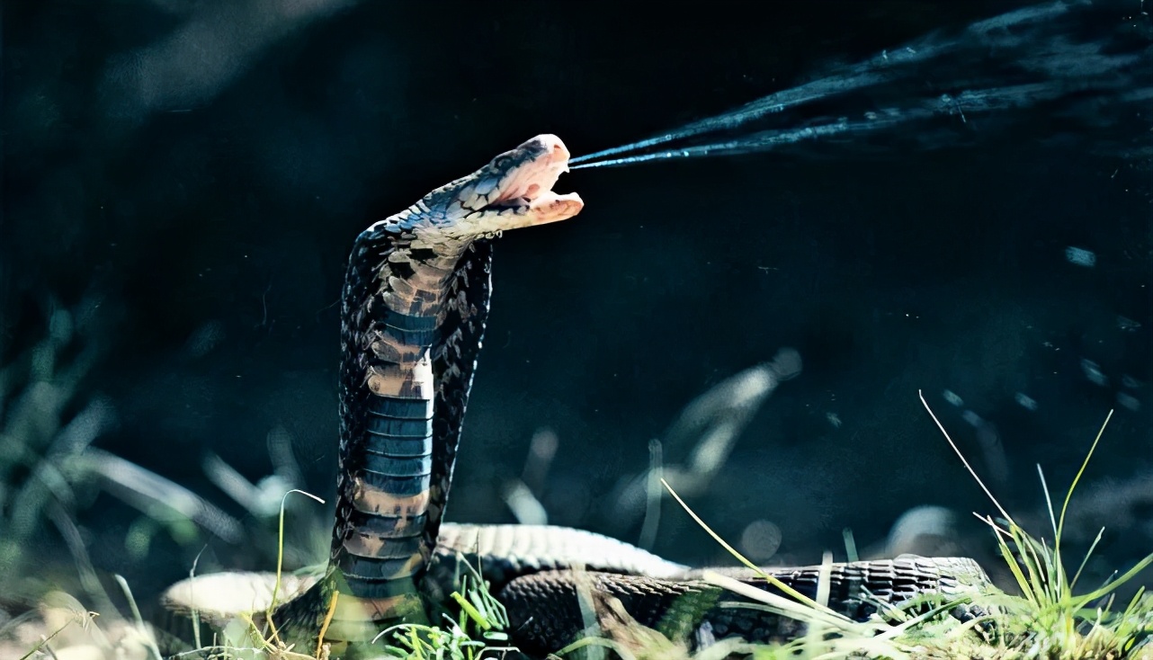 “打草惊蛇”，但蛇真的有耳朵吗？它们一般如何感知危险？