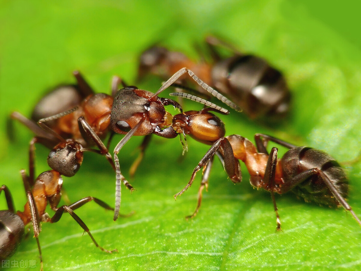 蚂蚁搭桥进攻蜂巢，抱团成岛自救，叶峰幼虫化身巨大“怪虫”