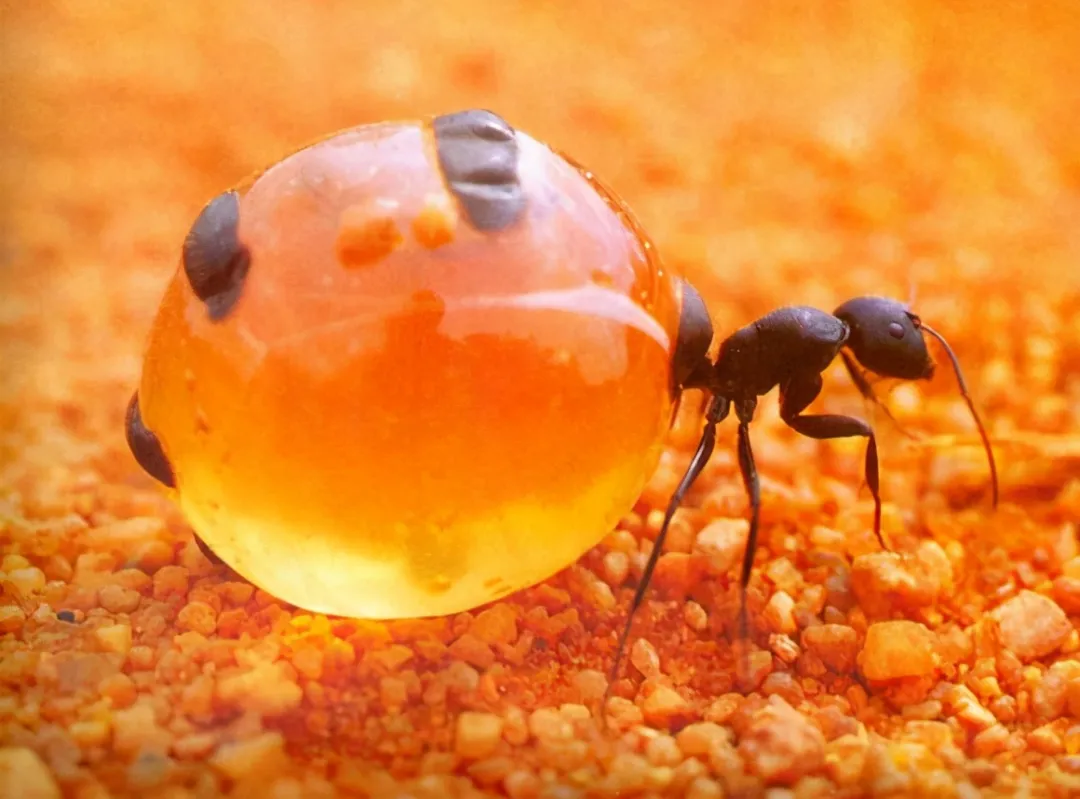 自杀式储存食物的蚂蚁你见过吗？肚子大的像一个个晶莹剔透的葡萄
