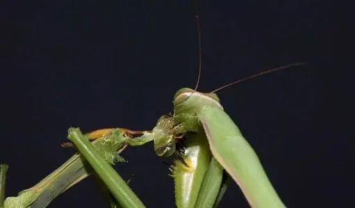 昆虫界的食夫物种，螳螂为了繁殖丢掉性命，这是因为什么原因？