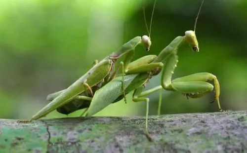 昆虫界的食夫物种，螳螂为了繁殖丢掉性命，这是因为什么原因？