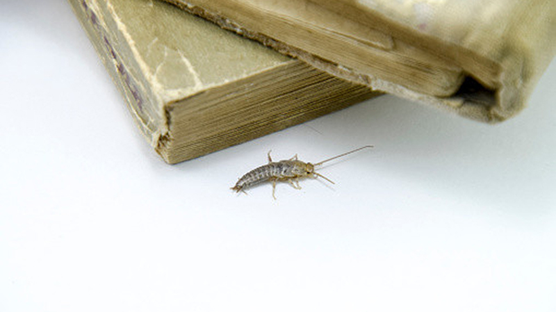 房屋内的虫子之衣鱼，爱啃食书籍，在图书、谷类和衣服中均可发现