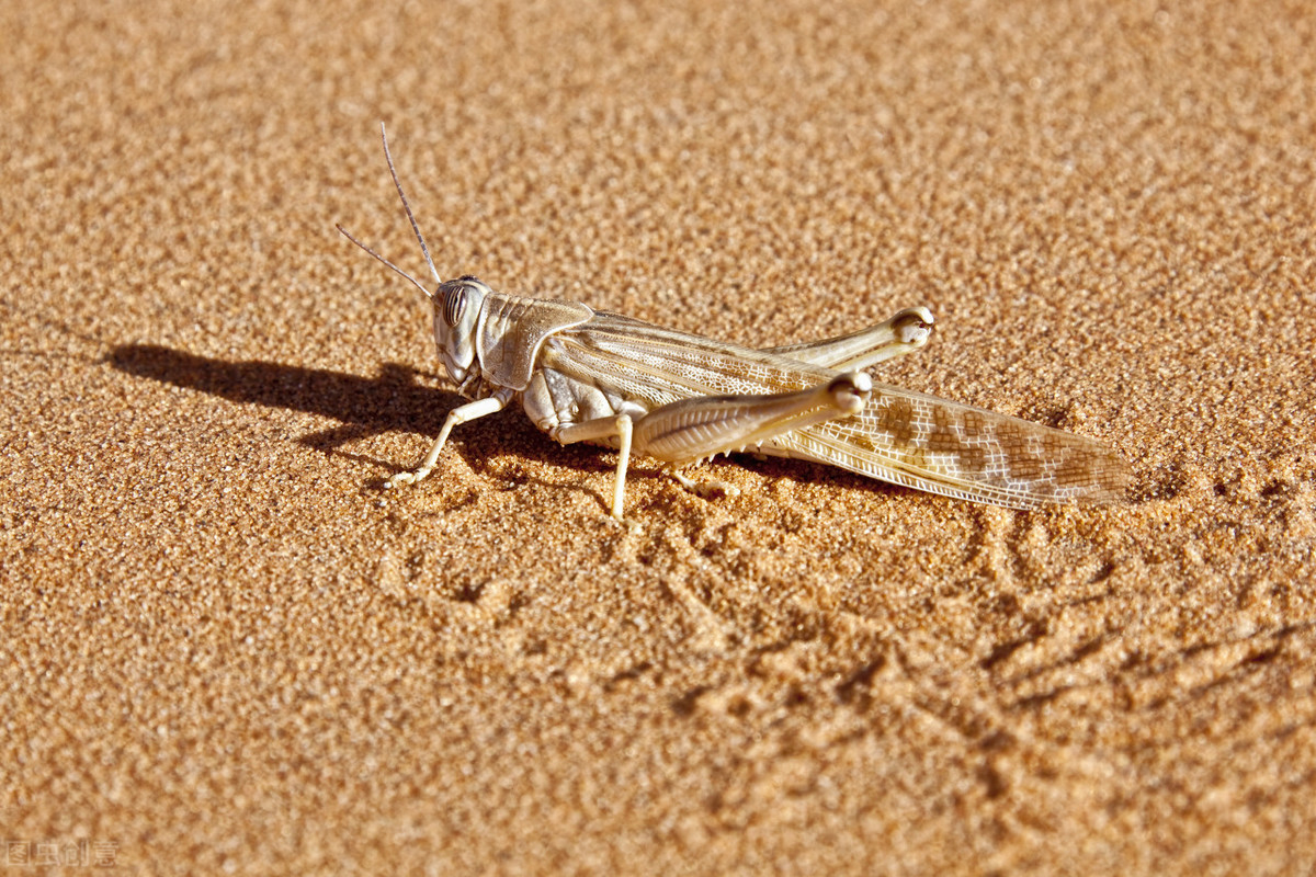 沙漠里的昆虫图片