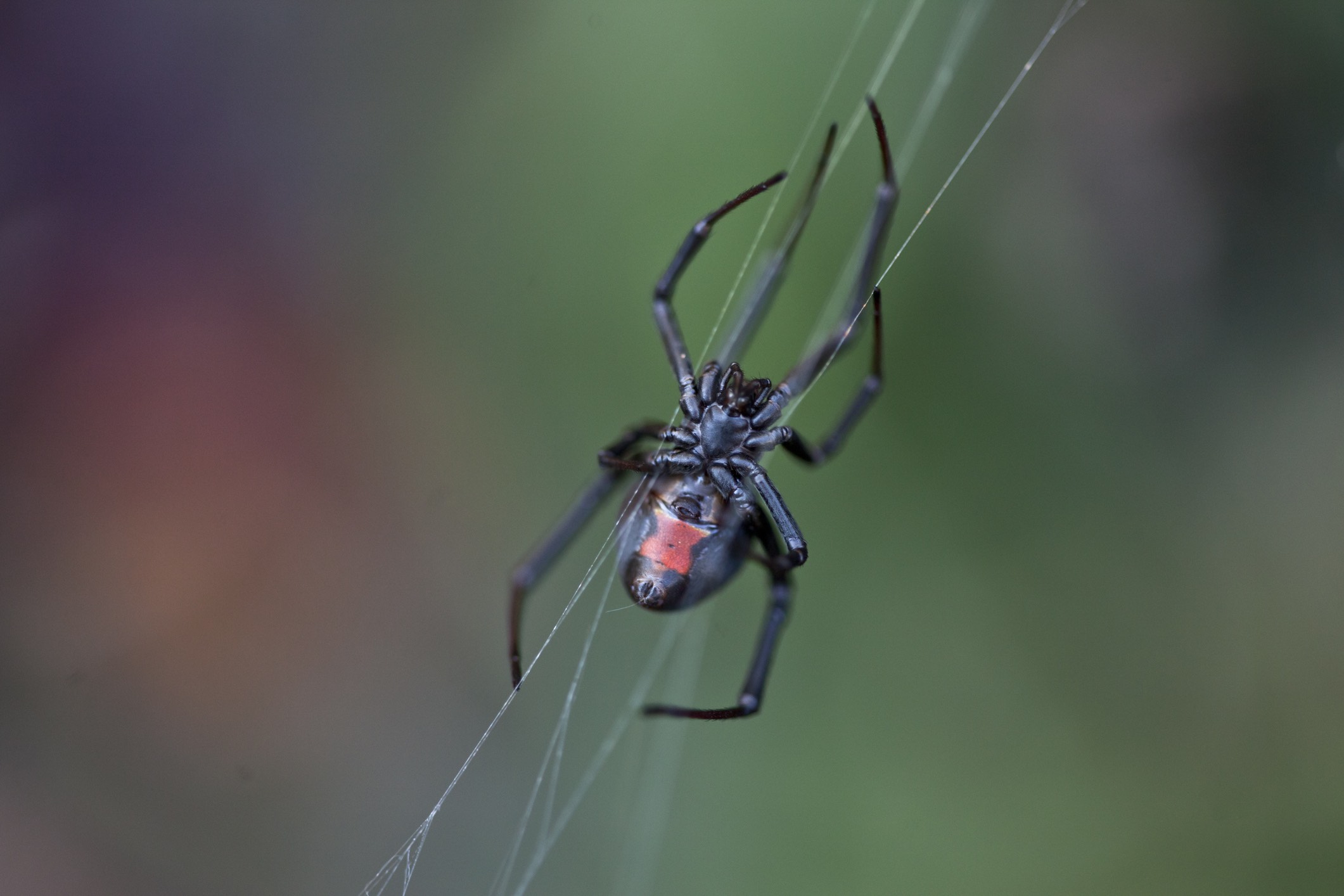 为什么明明会被雌性吃掉，雄性蜘蛛还前仆后继地往它身边凑？