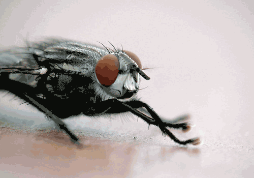 蒼蠅為什么要把頭擰下來玩？無頭蒼蠅為什么還能存活？