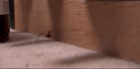 辟谣，家中跳出大蜘蛛需要灭杀？停手，它是你家的守卫者