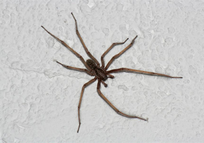 辟谣，家中跳出大蜘蛛需要灭杀？停手，它是你家的守卫者