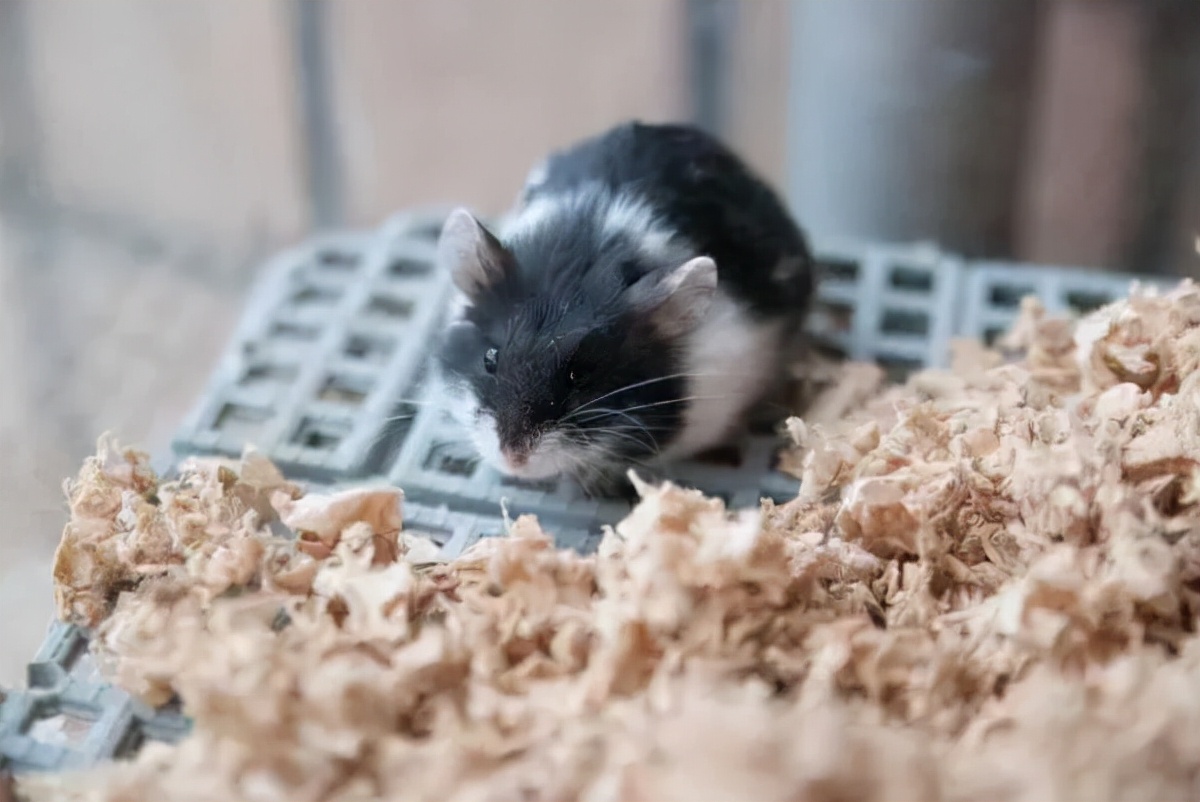 如果地球上的老鼠全部消失，對人類有什么影響嗎？