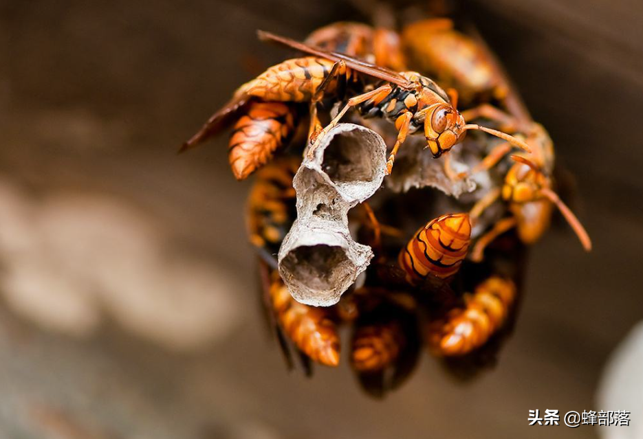 ​马蜂每年都会在冬季前全部死亡，怎么死的？2种方式，过程很凄惨