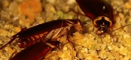灭蟑螂的方法那么多？如何选择最佳灭蟑方法？